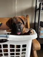 Puppy girl, a female German Shepherd Dog and Boxer for sale in Logansport, IN – 2 of 5