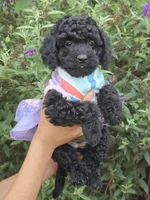 Lulu, a female Miniature Goldendoodle for sale in Secaucus, NJ – 2 of 2