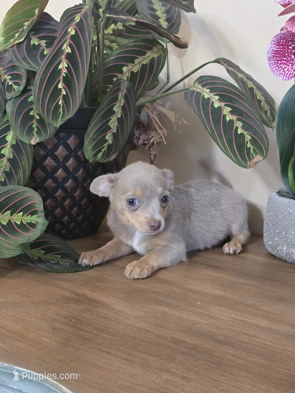 Peanut – Chihuahua puppy for sale in Secaucus, NJ