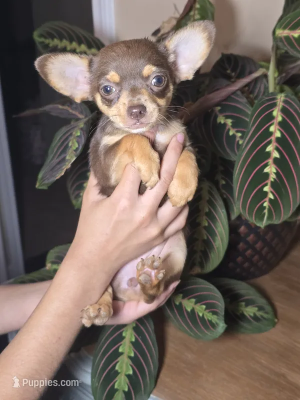 Sassy – Chihuahua puppy for sale in Secaucus, NJ