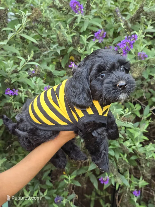 Maverick – Miniature Goldendoodle puppy for sale in Secaucus, NJ