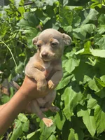 Peanut, a male Chihuahua for sale in Secaucus, NJ – 3 of 3