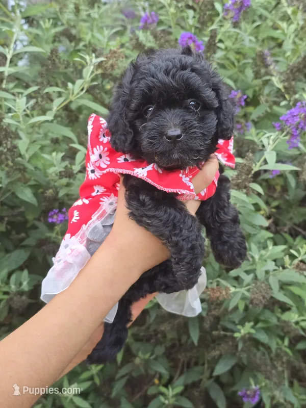 Molly – Miniature Goldendoodle puppy for sale in Secaucus, NJ