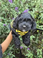 Maverick, a male Miniature Goldendoodle for sale in Secaucus, NJ – 2 of 3