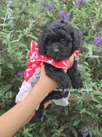 Molly, a female Miniature Goldendoodle for sale in Secaucus, NJ – 2 of 2