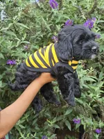 Maverick, a male Miniature Goldendoodle for sale in Secaucus, NJ – 3 of 3
