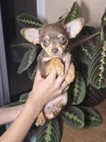 Sassy, a female Chihuahua for sale in Secaucus, NJ – 2 of 2