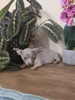 Peanut, a male Chihuahua for sale in Secaucus, NJ – 2 of 3