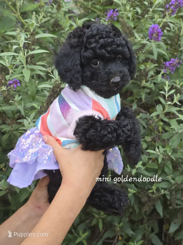 Lulu – Miniature Goldendoodle puppy for sale in Secaucus, NJ