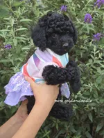 Lulu, a female Miniature Goldendoodle for sale in Secaucus, NJ – 1 of 2