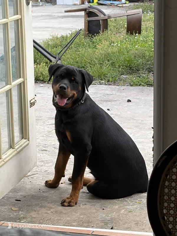 Ibra – Rottweiler puppy for sale in Miramar, FL