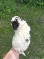 Daisy, a female Lagotto Romagnolo for sale in Clearwater, MN – 2 of 2