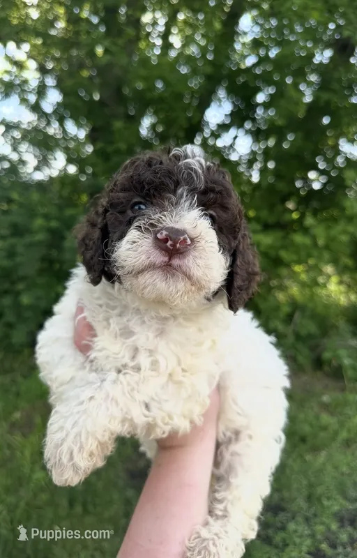 Chip – Lagotto Romagnolo puppy for sale in Clearwater, MN