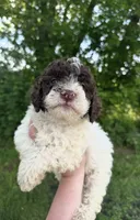 Chip, a male Lagotto Romagnolo for sale in Clearwater, MN – 1 of 2