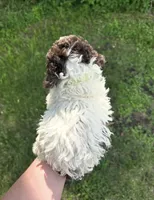 Mickey, a male Lagotto Romagnolo for sale in Clearwater, MN – 2 of 2