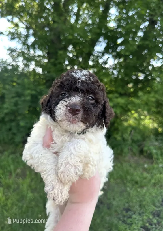 Dale – Lagotto Romagnolo puppy for sale in Clearwater, MN