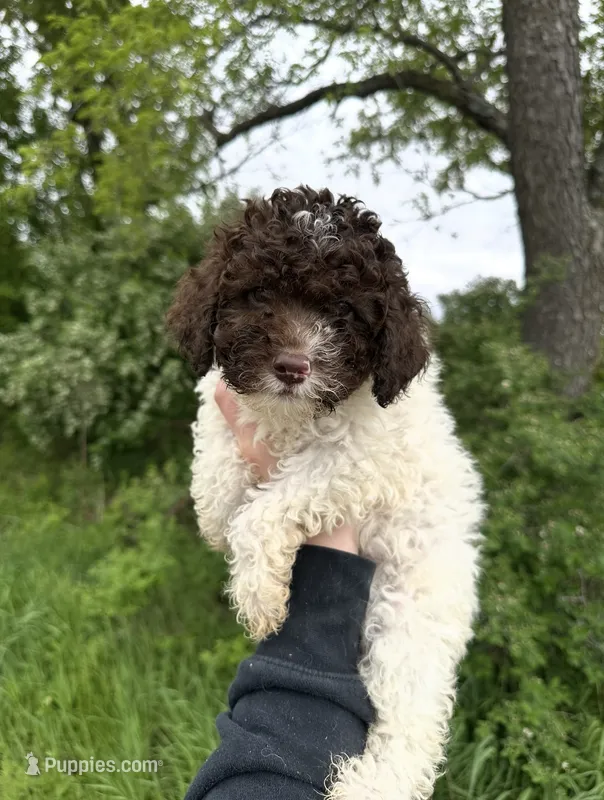 Cady – Lagotto Romagnolo puppy for sale in Clearwater, MN