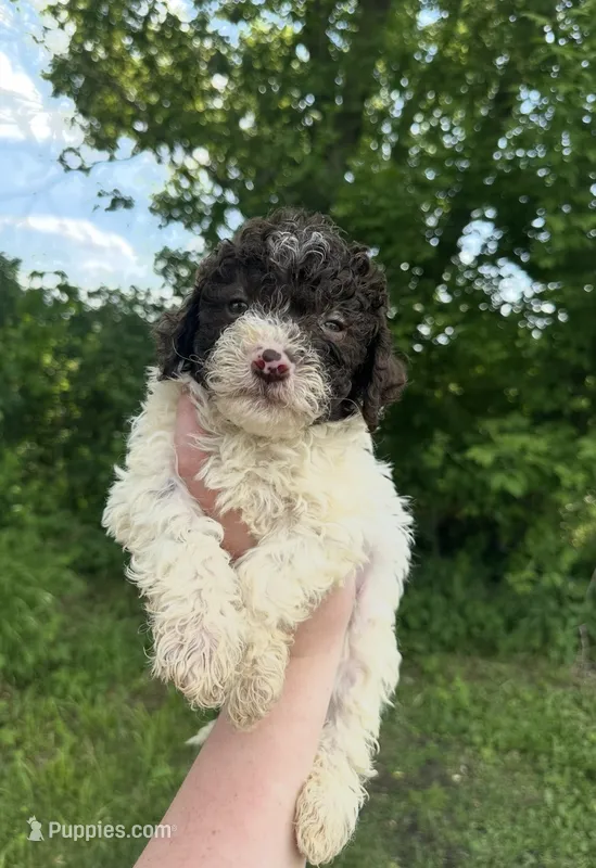 Mickey – Lagotto Romagnolo puppy for sale in Clearwater, MN
