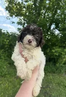 Mickey, a male Lagotto Romagnolo for sale in Clearwater, MN – 1 of 2