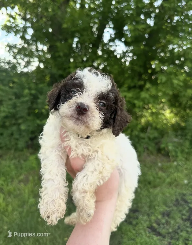 Pluto – Lagotto Romagnolo puppy for sale in Clearwater, MN