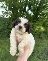 Pluto, a male Lagotto Romagnolo for sale in Clearwater, MN – 1 of 2