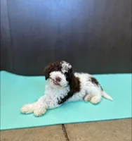 Hershey, a male Lagotto Romagnolo for sale in Clearwater, MN – 2 of 2