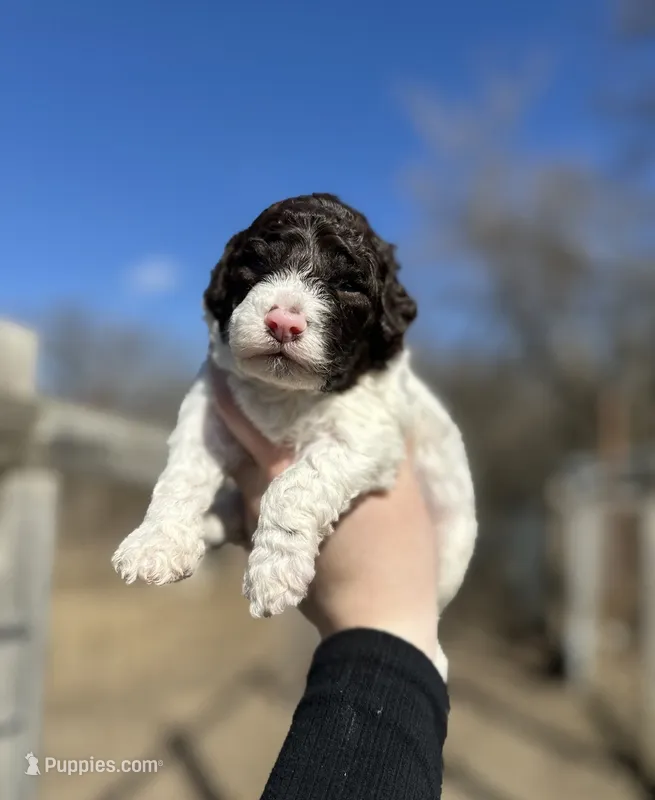 Mousse – Lagotto Romagnolo puppy for sale in Clearwater, MN