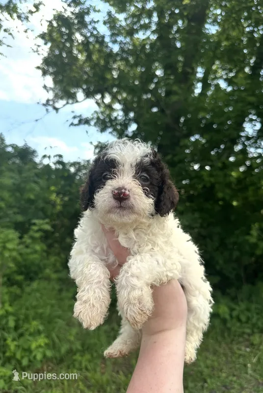 Daisy – Lagotto Romagnolo puppy for sale in Clearwater, MN
