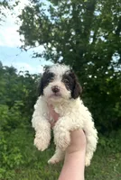 Daisy, a female Lagotto Romagnolo for sale in Clearwater, MN – 1 of 2