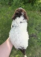 Chip, a male Lagotto Romagnolo for sale in Clearwater, MN – 2 of 2