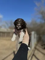Andes, a male Lagotto Romagnolo for sale in Clearwater, MN – 1 of 1