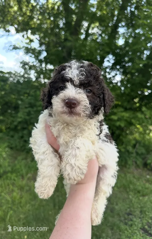 Donald – Lagotto Romagnolo puppy for sale in Clearwater, MN