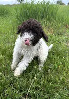 Mousse, a male Lagotto Romagnolo for sale in Clearwater, MN – 2 of 2
