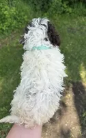 Goofy, a male Lagotto Romagnolo for sale in Clearwater, MN – 2 of 2