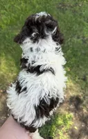 Donald, a male Lagotto Romagnolo for sale in Clearwater, MN – 2 of 2