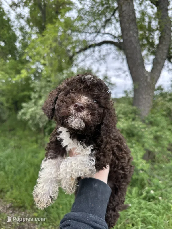 Andes – Lagotto Romagnolo puppy for sale in Clearwater, MN