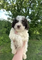 Goofy, a male Lagotto Romagnolo for sale in Clearwater, MN – 1 of 2