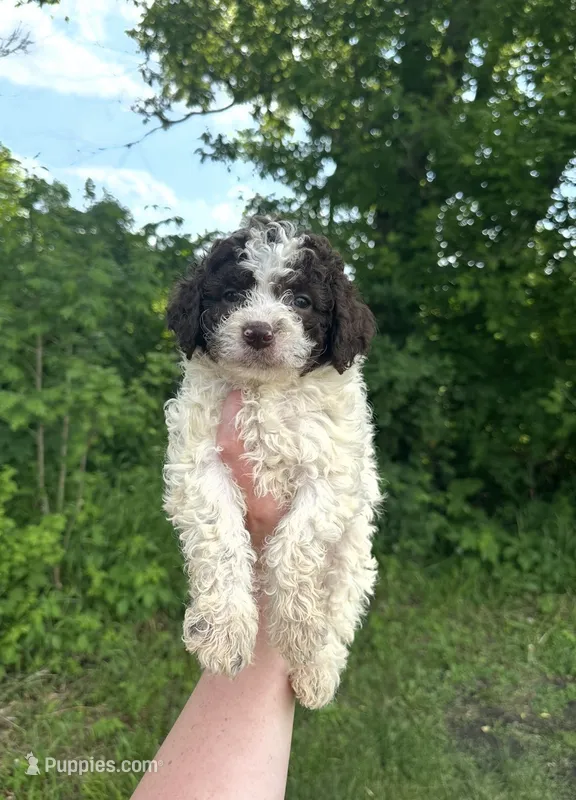 Minnie – Lagotto Romagnolo puppy for sale in Clearwater, MN