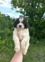 Minnie, a female Lagotto Romagnolo for sale in Clearwater, MN – 1 of 2