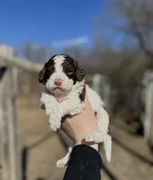 Yellowstone, a male Lagotto Romagnolo for sale in Clearwater, MN – 1 of 1