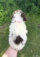 Minnie, a female Lagotto Romagnolo for sale in Clearwater, MN – 2 of 2