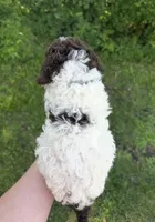 Dale, a male Lagotto Romagnolo for sale in Clearwater, MN – 2 of 2