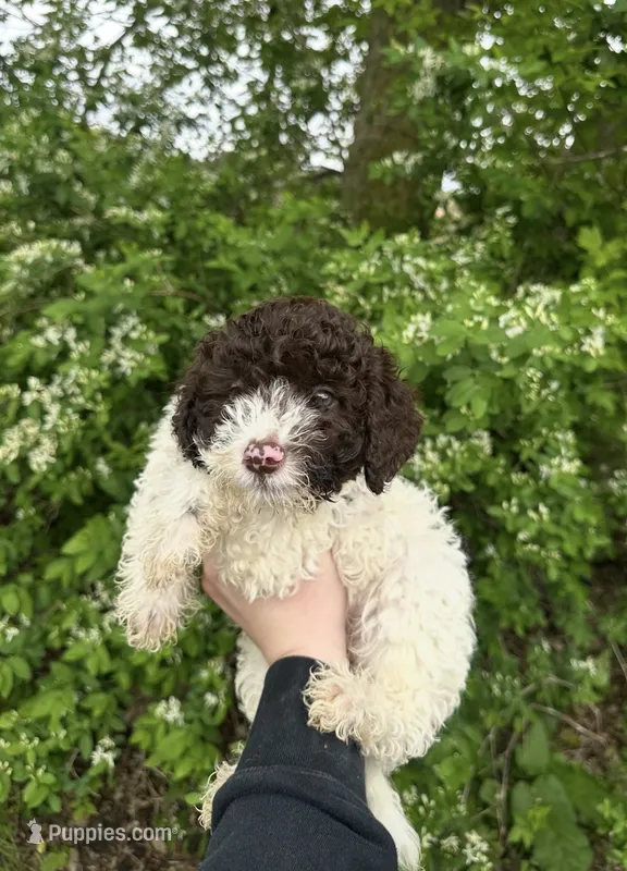 Mousse – Lagotto Romagnolo puppy for sale in Clearwater, MN