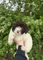 Mousse, a male Lagotto Romagnolo for sale in Clearwater, MN – 1 of 2