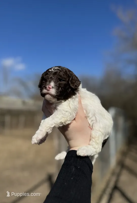Cady – Lagotto Romagnolo puppy for sale in Clearwater, MN