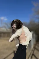 Cady, a female Lagotto Romagnolo for sale in Clearwater, MN – 1 of 1