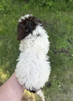 Pluto, a male Lagotto Romagnolo for sale in Clearwater, MN – 2 of 2