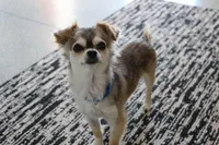 Baby Yoda, a female Chihuahua for sale in Wakarusa, IN – 4 of 5