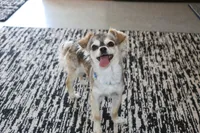 Baby Yoda, a female Chihuahua for sale in Wakarusa, IN – 3 of 5