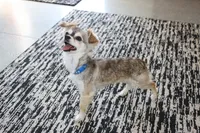 Baby Yoda, a female Chihuahua for sale in Wakarusa, IN – 5 of 5